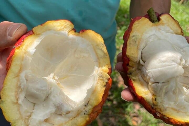 Cocoa and Coffee Tour from Pereira or Armenia — Farm Visits, Tastings & Airport Pickup photo 3