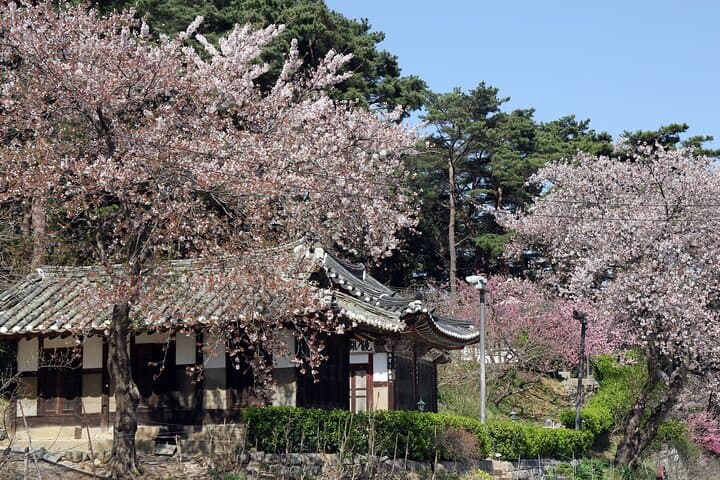Private Seoul Day Tour with Professional Photographer — Palaces, DMZ, Nami & Folk Villages photo 6
