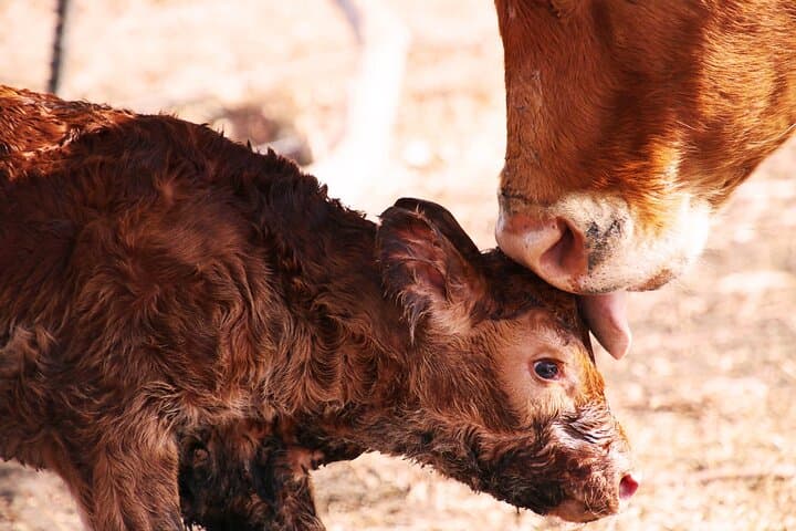 Warrawindi Farms Exclusive 3-Hour Farm Experience, South Australia