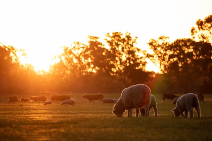 Warrawindi Farms Exclusive 3-Hour Farm Experience, South Australia photo 3