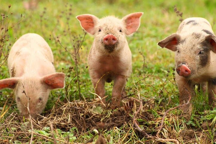 Warrawindi Farms Exclusive 3-Hour Farm Experience, South Australia photo 4