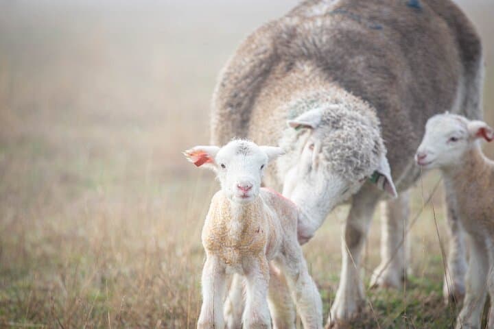 Warrawindi Farms Exclusive 3-Hour Farm Experience, South Australia photo 5