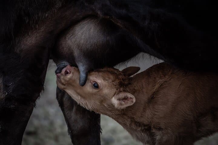 Warrawindi Farms Exclusive 3-Hour Farm Experience, South Australia photo 6