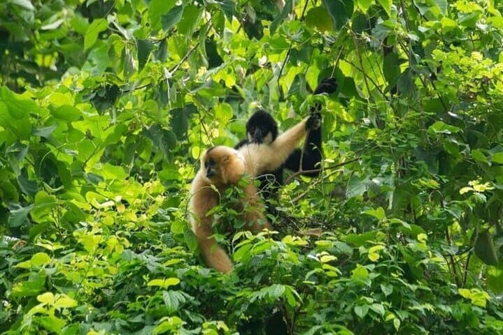Exploring Cuc Phuong National Park: Day Trek to Ancient Trees & Primate Rescue Center