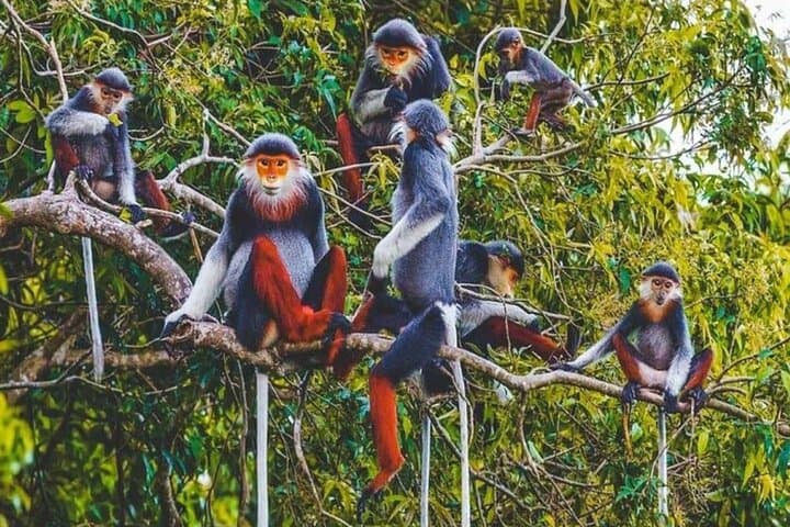 Exploring Cuc Phuong National Park: Day Trek to Ancient Trees & Primate Rescue Center photo 2