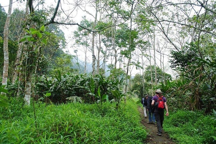 Exploring Cuc Phuong National Park: Day Trek to Ancient Trees & Primate Rescue Center photo 3