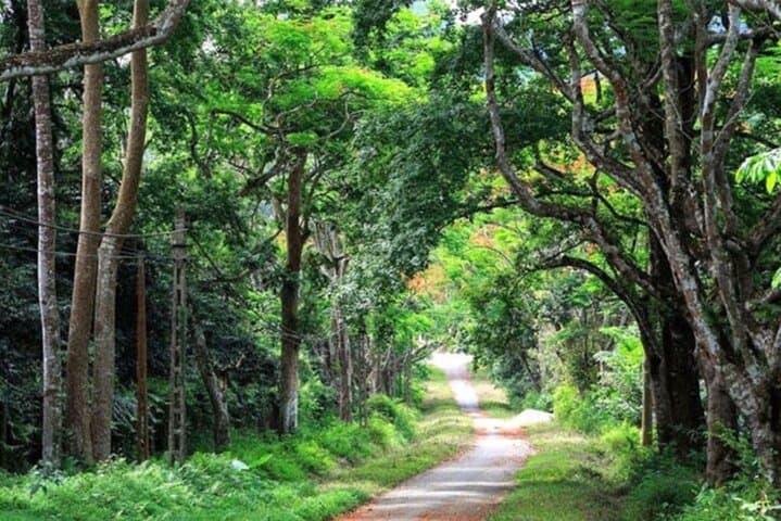 Exploring Cuc Phuong National Park: Day Trek to Ancient Trees & Primate Rescue Center photo 6