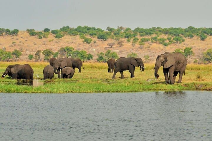 Chobe National Park Safari — 2 Days & 2 Nights from Victoria Falls photo 4