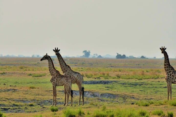 Chobe National Park Safari — 2 Days & 2 Nights from Victoria Falls photo 5