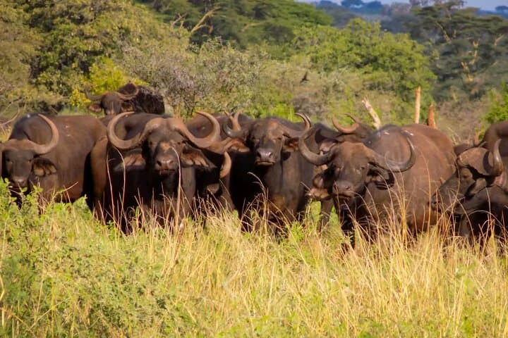 Explore Nairobi National Park: A Unique Half-Day Urban Safari Experience photo 3