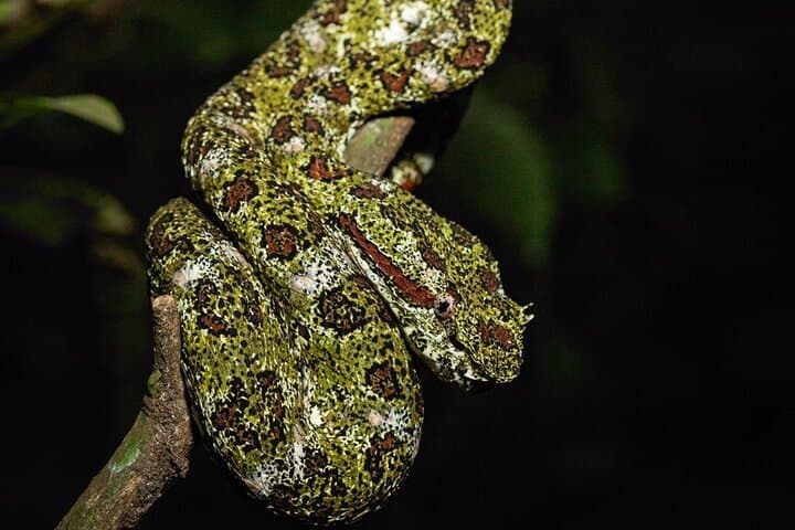 Monteverde Night Coffee Tour: Forest Coffee Processes & Guided Night Walk photo 5