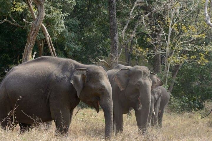 Saranda Forest & Waterfall Tour: 4-Day Elephant Corridor Adventure from Kolkata photo 4