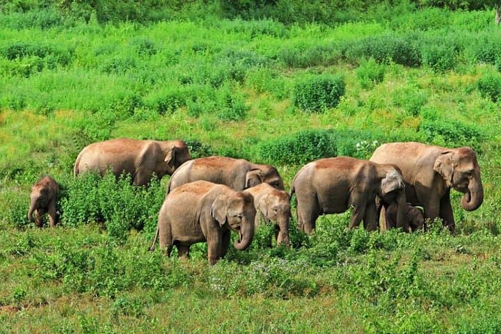 Saranda Forest & Waterfall Tour: 4-Day Elephant Corridor Adventure from Kolkata