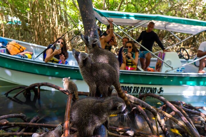 Full-Day Isla Barú Adventure: Snorkel, Mangroves & Bioluminescent Plankton photo 6