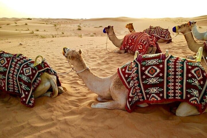 Morning Desert Safari with 30-Minute Camel Trek in Abu Dhabi photo 6