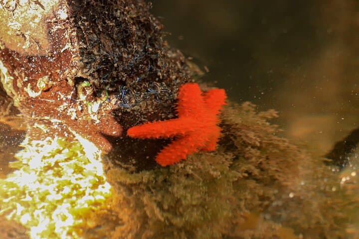 Nichupte Lagoon Mangrove Kayak Tour from Cancun — Guided Wildlife Paddle photo 2