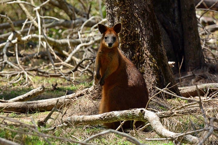 Kangaroos and Mountain Views Day Tour from Gold Coast — Tamborine Mountain Wildlife & Gallery Walk photo 3