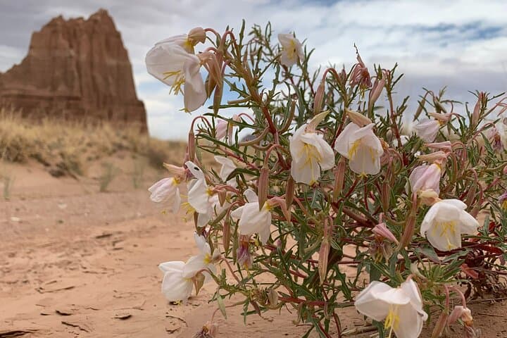 Half-Day Temples of the Sun and Moon Tour in Capitol Reef — Scenic 4–5 Hour Shared SUV Excursion photo 5