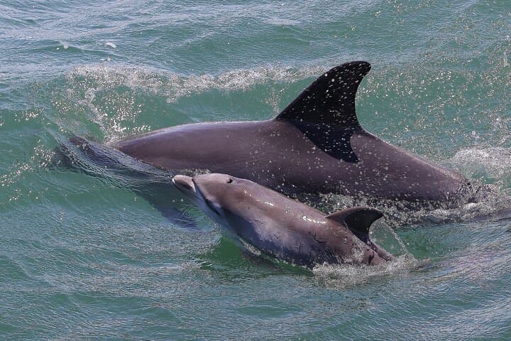 Port Stephens Splash 'n' Slide Dolphin Cruise — Nelson Bay Dolphin Watching & Waterslide Adventure photo 3
