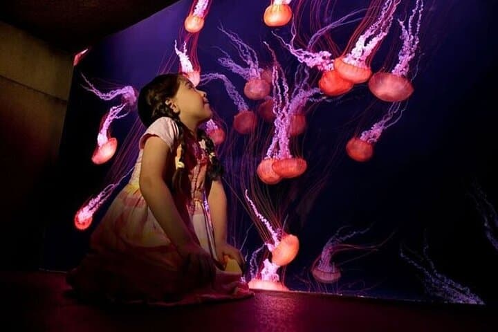 Exploring The Lost Chambers Aquarium: Dubai’s Immersive Underwater Experience photo 3