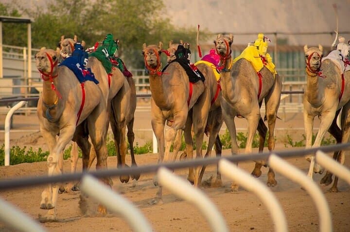 Dubai Camel Race and Short Camel Ride — VIP Heritage Experience photo 2