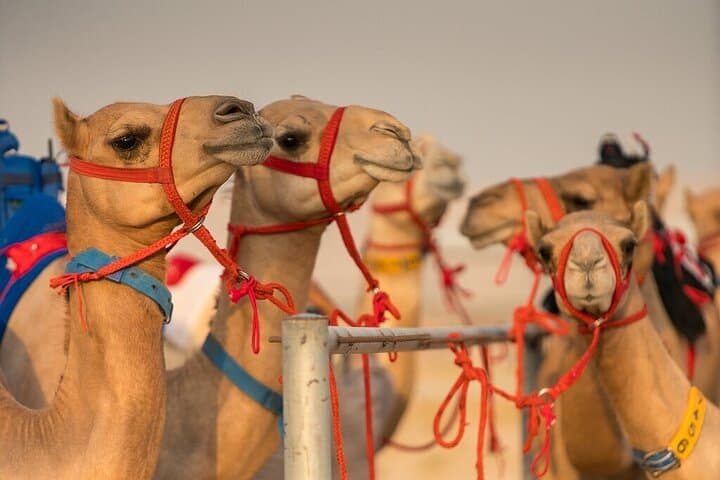 Dubai Camel Race and Short Camel Ride — VIP Heritage Experience photo 4
