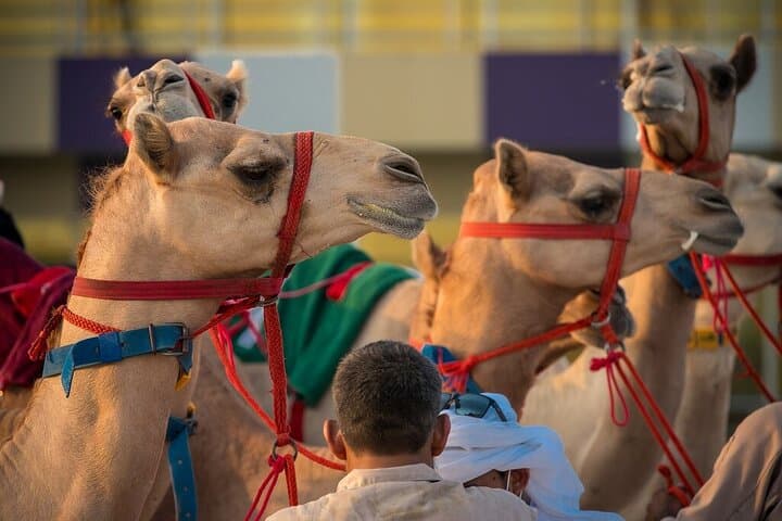 Dubai Camel Race and Short Camel Ride — VIP Heritage Experience photo 3