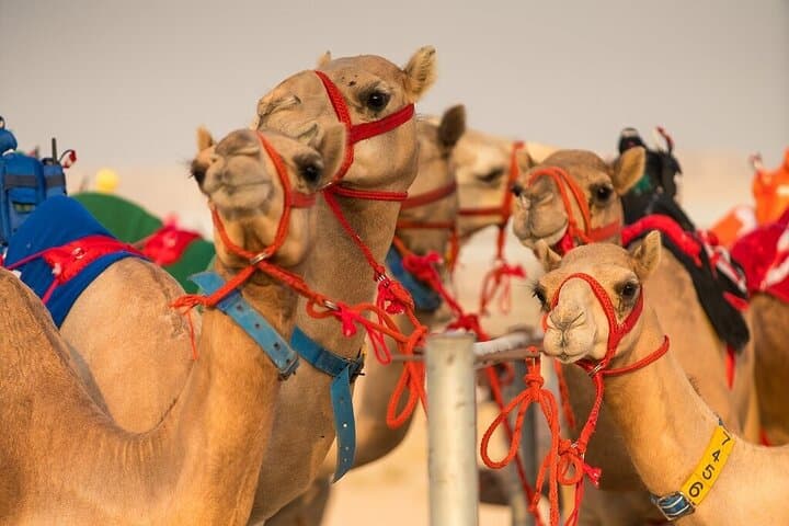 Dubai Camel Race and Short Camel Ride — VIP Heritage Experience