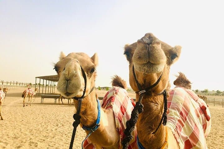 Dubai Camel Race and Short Camel Ride — VIP Heritage Experience photo 5