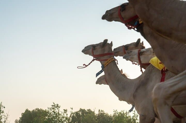Dubai Camel Race and Short Camel Ride — VIP Heritage Experience photo 6