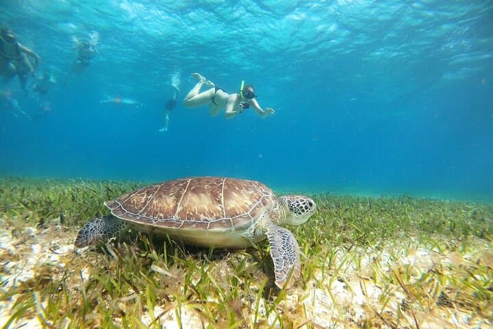 Sail and Snorkel El Cielo: Cozumel Catamaran Reef & Beach Day photo 2