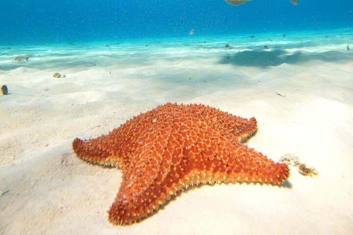 Sail and Snorkel El Cielo: Cozumel Catamaran Reef & Beach Day photo 6