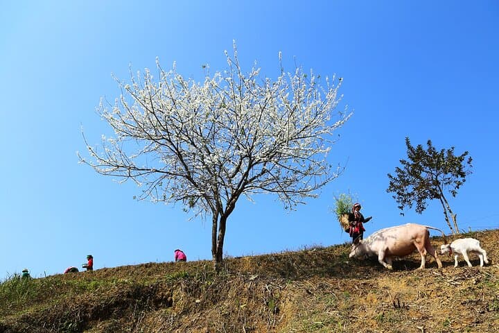 Ha Giang Karst Plateau Geopark: 4-Day Overland Tour from Hanoi photo 2