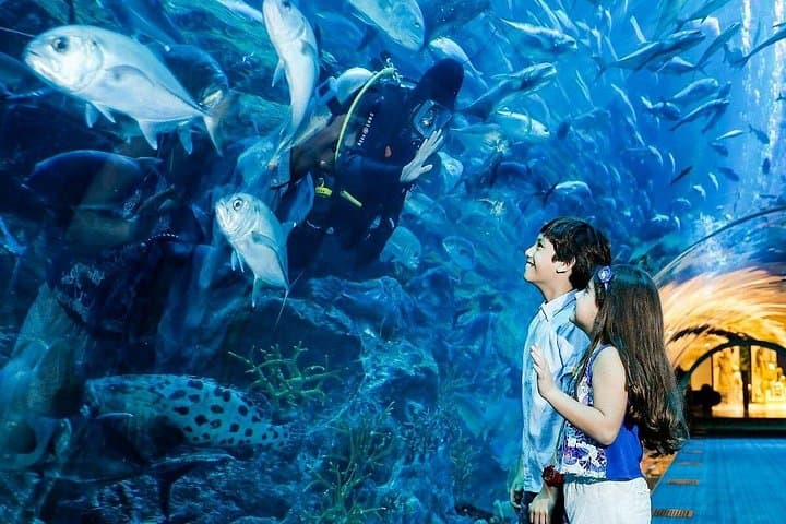 Exploring Dubai Aquarium & Underwater Zoo: A Deep Dive Inside Dubai Mall photo 4