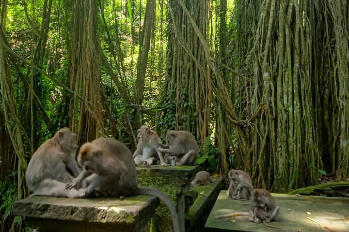 Ubud Day Tour: Monkey Forest, Tirta Empul, Tegalalang Rice Terrace & Waterfall photo 4
