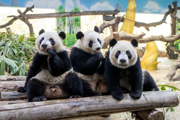 Guangzhou Chimelong Safari Park Private Tour — Panda Encounters & Safari Drive photo 1