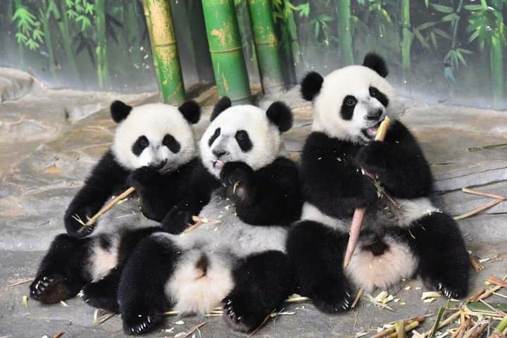 Guangzhou Chimelong Safari Park Private Tour — Panda Encounters & Safari Drive photo 3