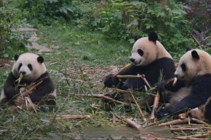 Guangzhou Chimelong Safari Park Private Tour — Panda Encounters & Safari Drive photo 2