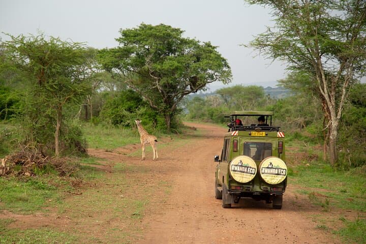 Akagera National Park: 1-Day Game Drive & Lake Ihema Boat Safari