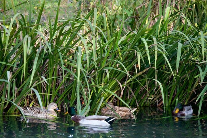 Gourmet E‑Bike Ride to Jadro River Trout Farm — Solin Food & Wine Tour photo 4