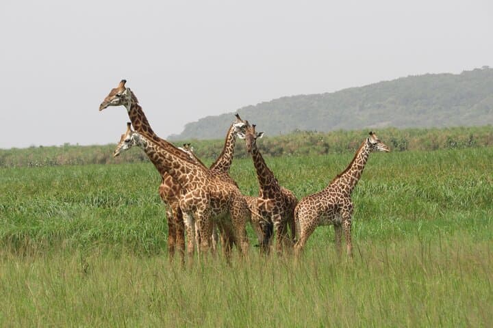 Akagera National Park: 1-Day Game Drive & Lake Ihema Boat Safari photo 3