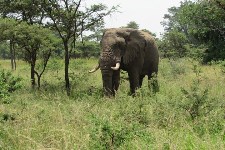 Akagera National Park: 1-Day Game Drive & Lake Ihema Boat Safari photo 4