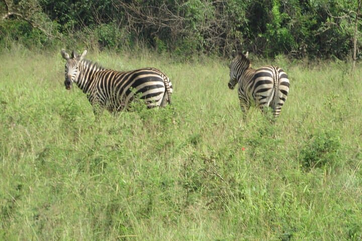 Akagera National Park: 1-Day Game Drive & Lake Ihema Boat Safari photo 5