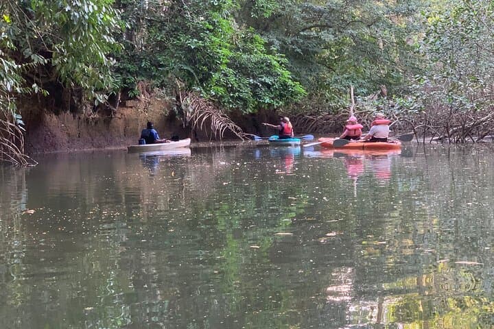 Kayak the Golfo Dulce Mangroves from Playa Blanca, Puerto Jiménez photo 3