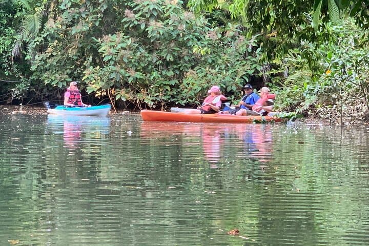 Kayak the Golfo Dulce Mangroves from Playa Blanca, Puerto Jiménez photo 5