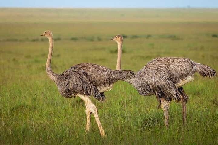 Guided Tour Masai Mara Kenya: 3-Day Safari for Wildlife & Wildebeest Migration photo 4