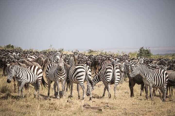 Guided Tour Masai Mara Kenya: 3-Day Safari for Wildlife & Wildebeest Migration photo 6