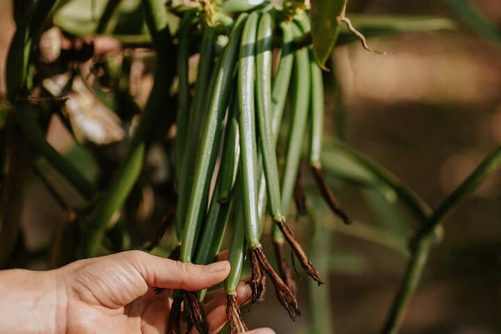 Vanilla, Cacao & Spice Farm Tour Manuel Antonio: Hands-On Tasting & Rainforest Views