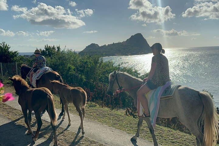 Gros Islet Horseback Riding & Horse Swim with Dore's Riding Stable photo 3