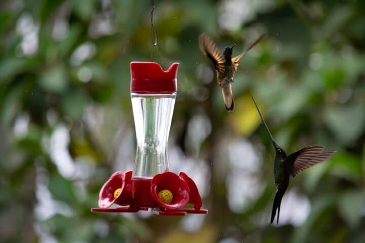 Hummingbird Paradise and Monserrate Birdwatching Tour in Bogotá photo 4